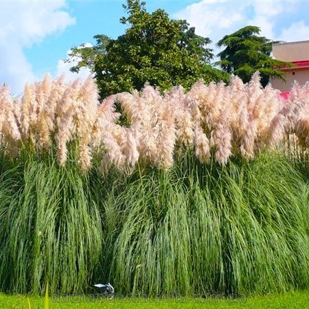 Кортадерия розовая