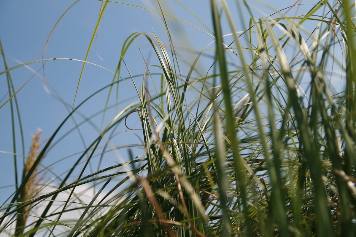 Кортадерия розовая - фото 2