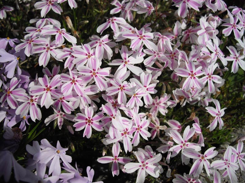 Флокс шиловидный Кэнди Страйпс - фото 5