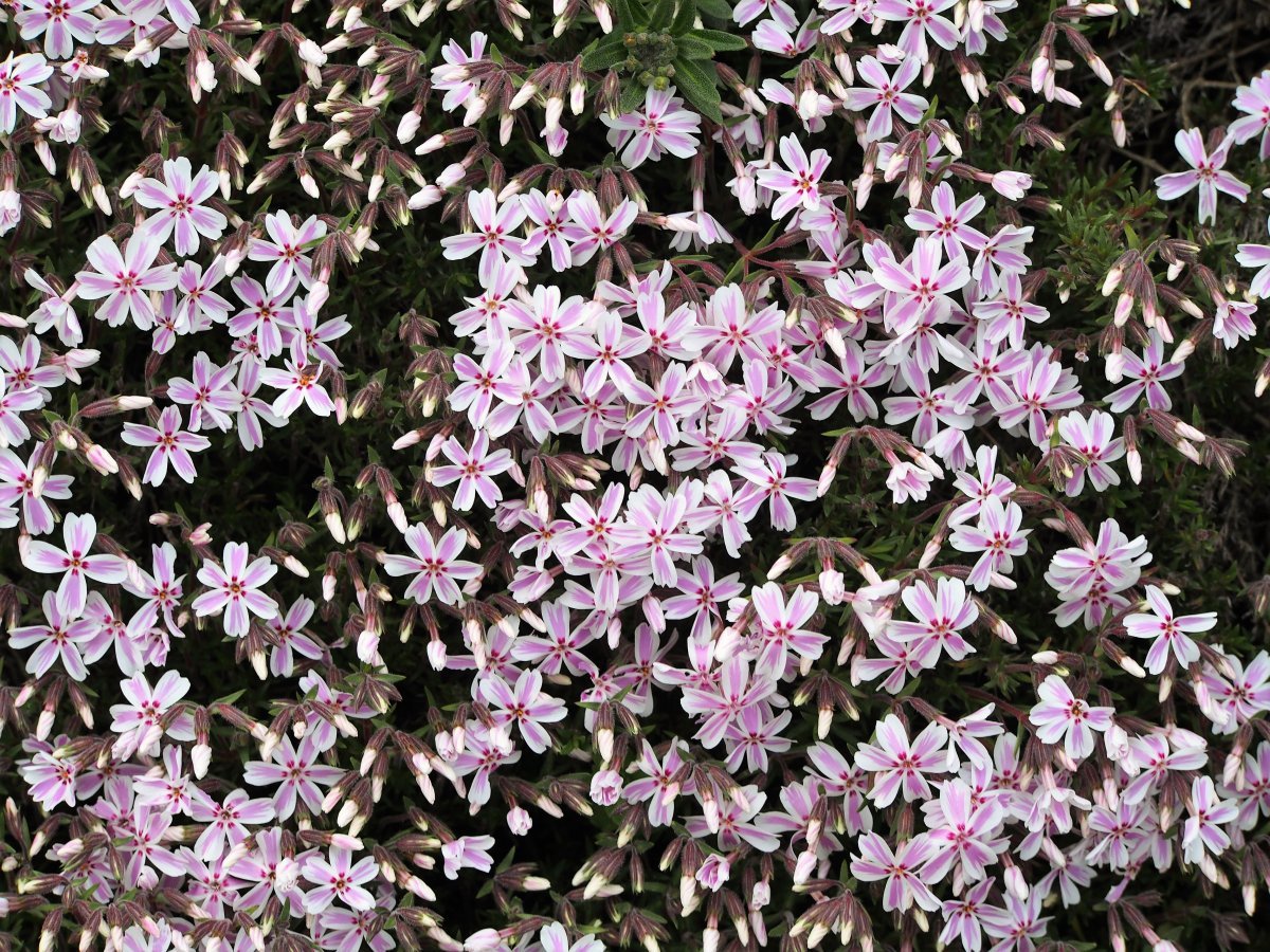 Флокс шиловидный Кэнди Страйпс - фото 9