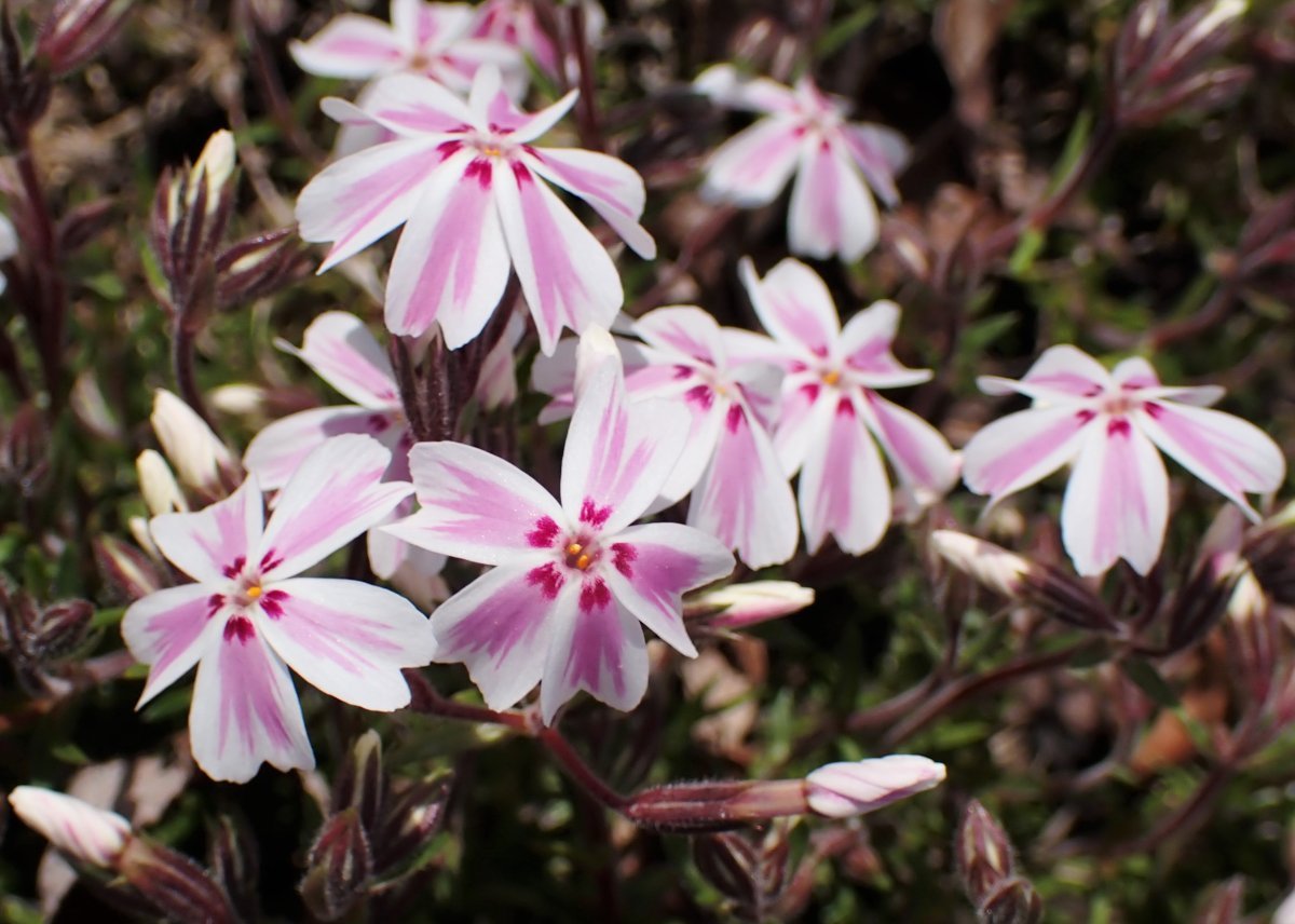 Флокс шиловидный Кэнди Страйпс - фото 2