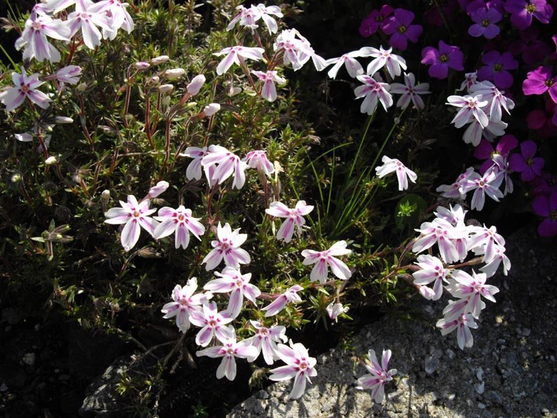 Флокс шиловидный Кэнди Страйпс - фото 3