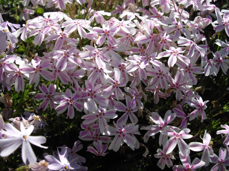 Флокс шиловидный Кэнди Страйпс - фото 6