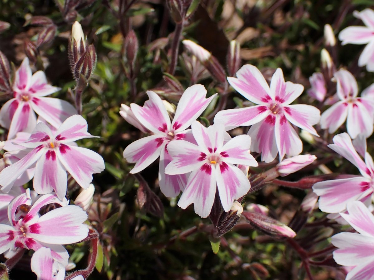 Флокс шиловидный Кэнди Страйпс