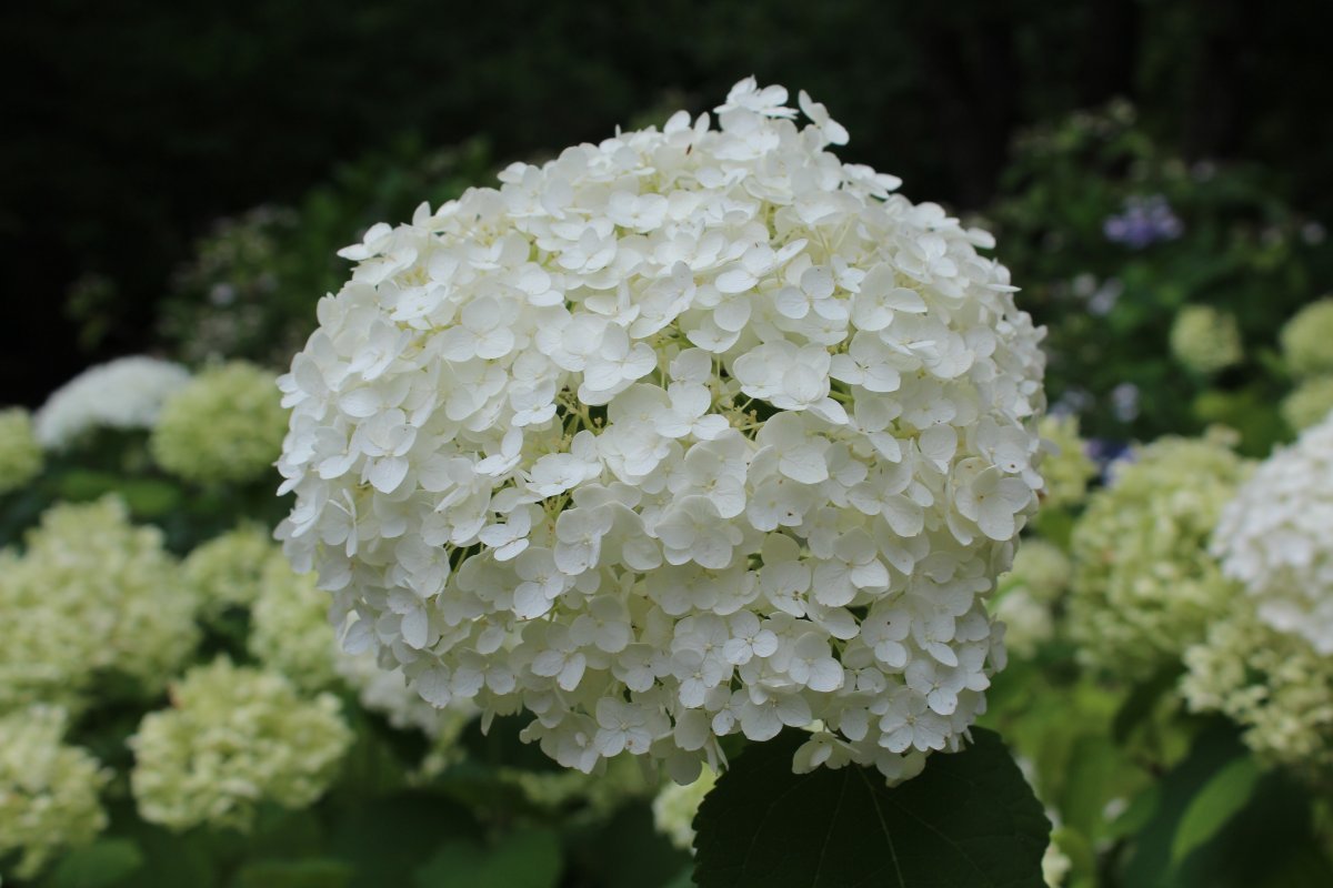 Гортензия древовидная Аннабель - фото 8