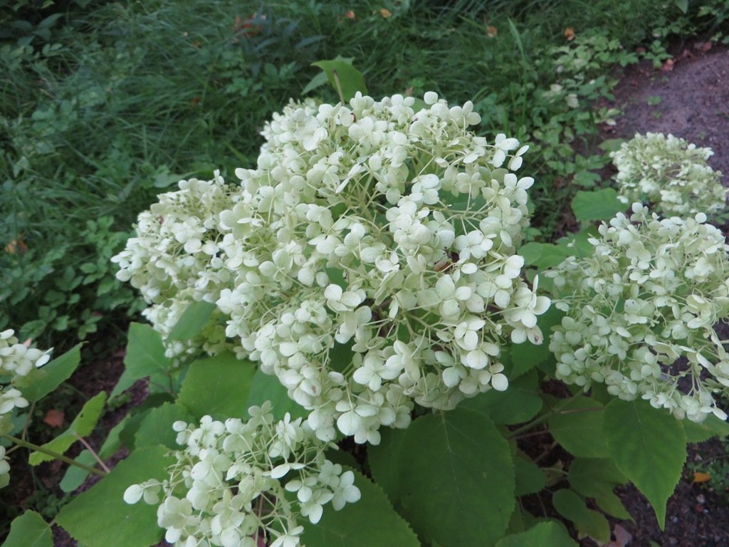 Гортензия древовидная Аннабель - фото 2