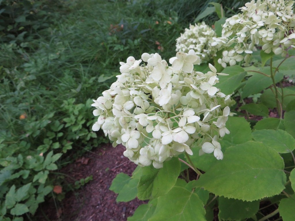 Гортензия древовидная Аннабель - фото 3
