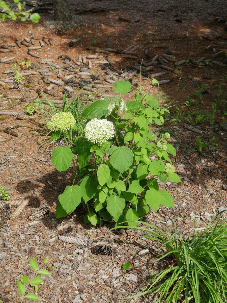 Гортензия древовидная Аннабель - фото 5
