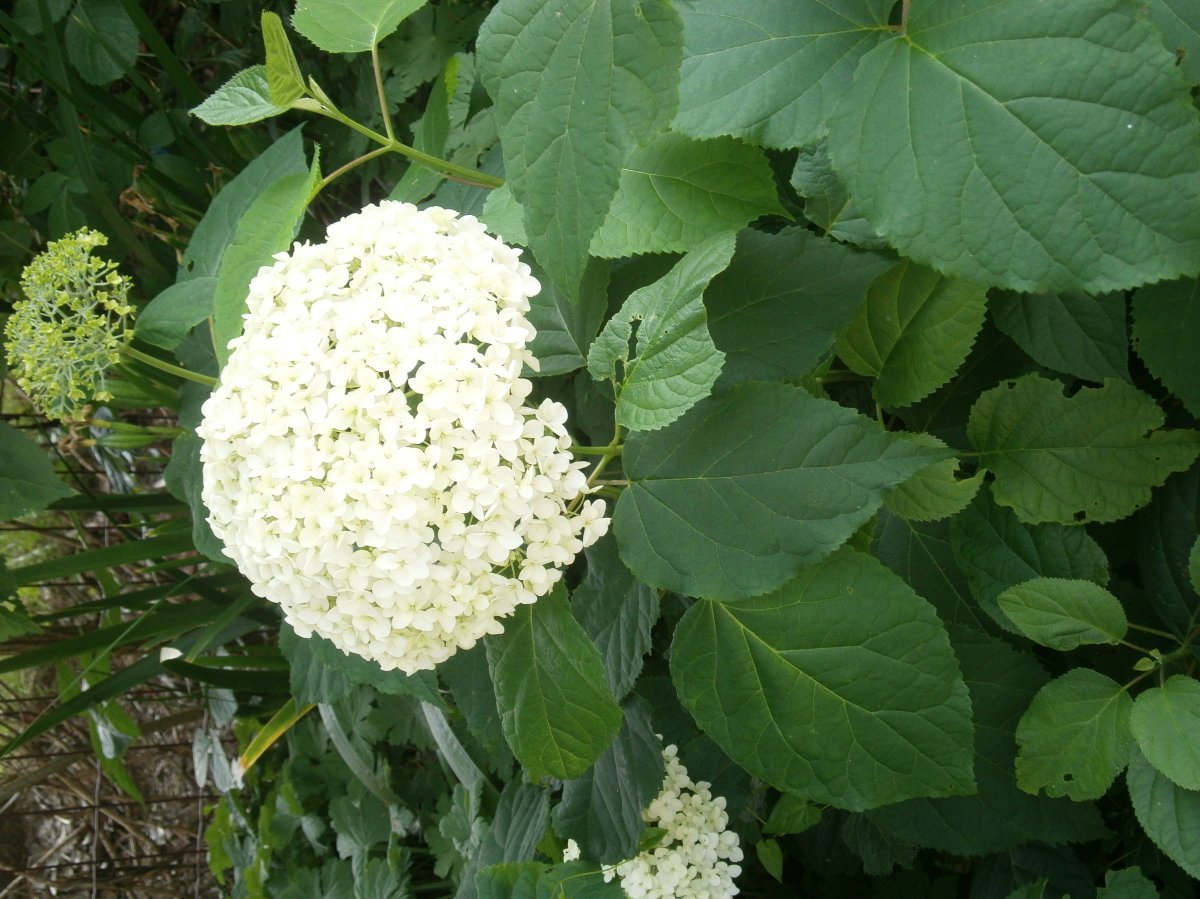 Гортензия древовидная Аннабель - фото 6