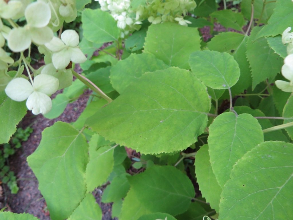 Гортензия древовидная Аннабель - фото 4