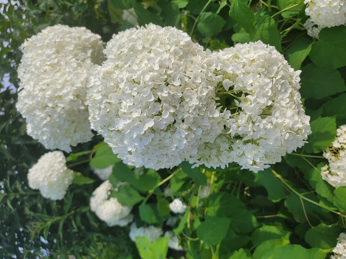 Гортензия древовидная Аннабель - фото 10