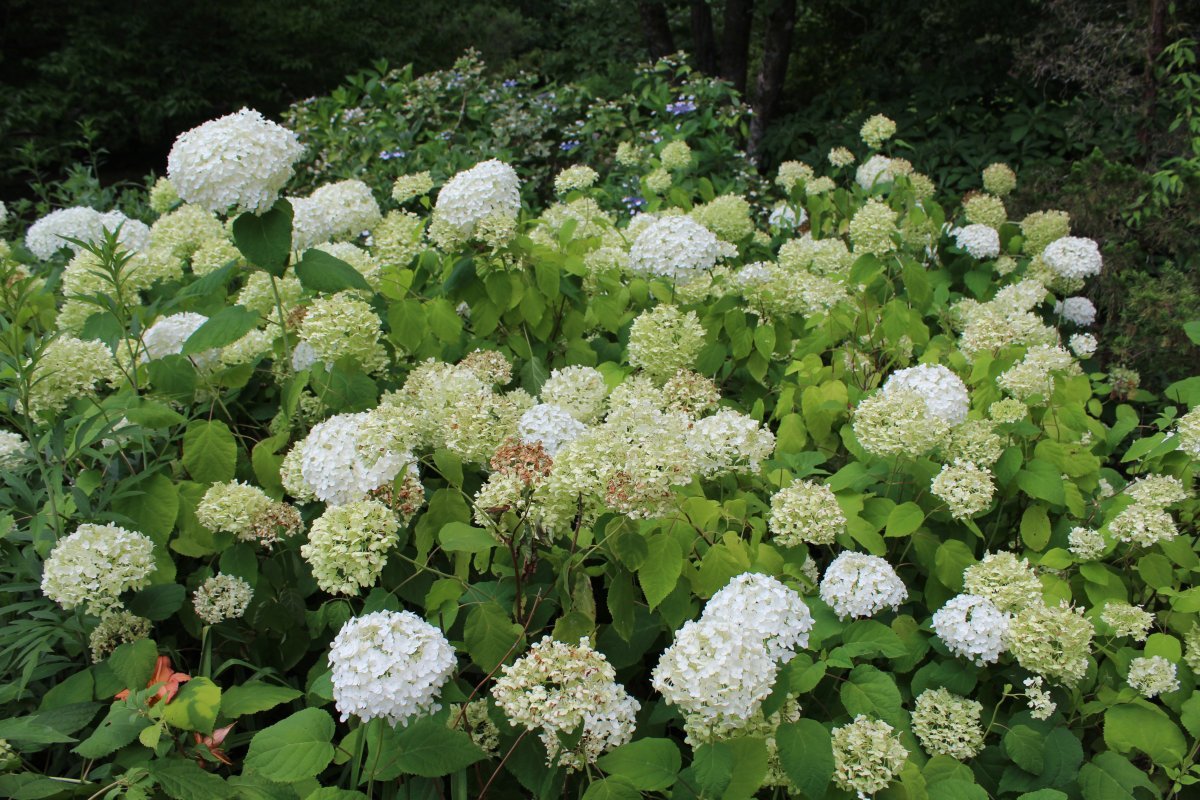 Гортензия древовидная Аннабель - фото 7