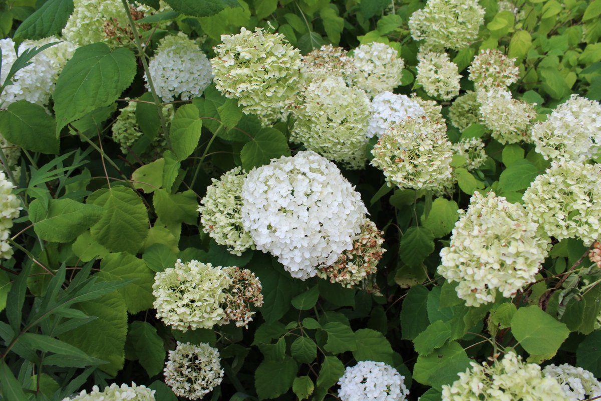 Гортензия древовидная Аннабель - фото 9