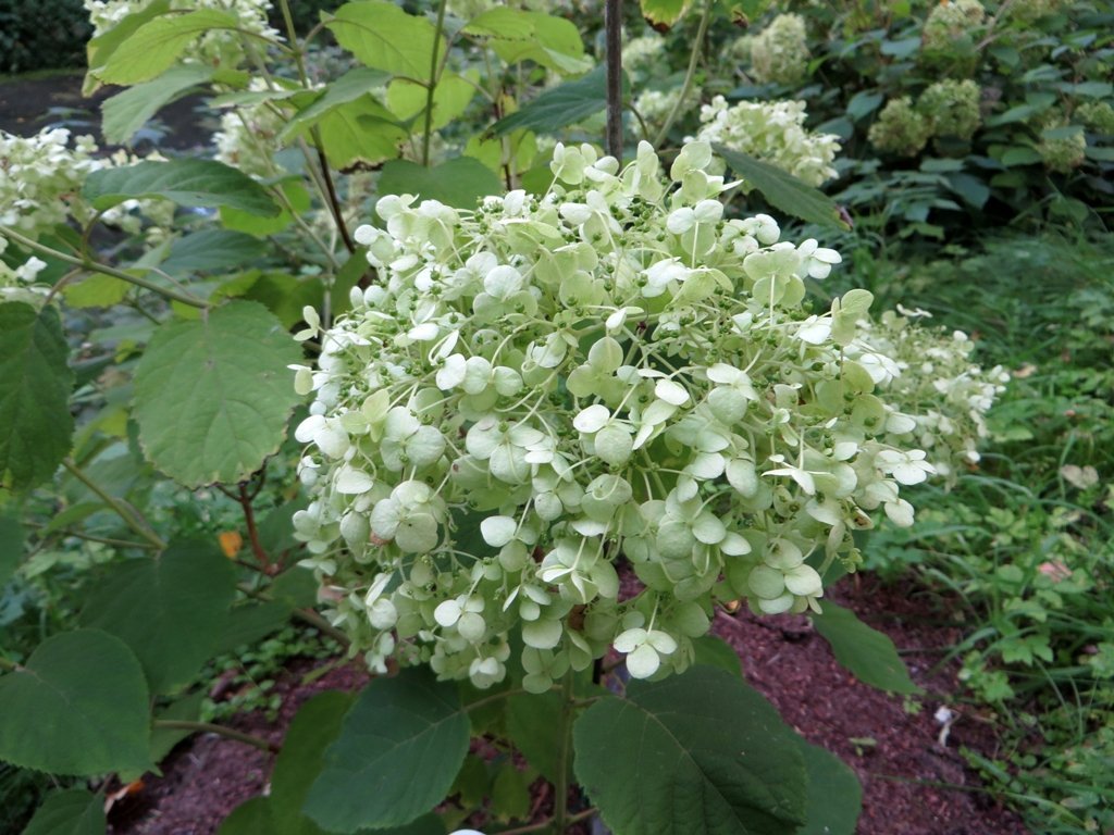 Гортензия древовидная Аннабель - фото 11