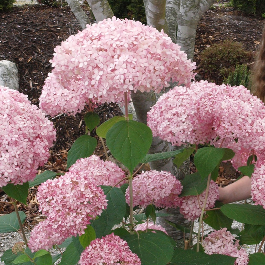 Гортензия древовидная Кандибелле Баблгам