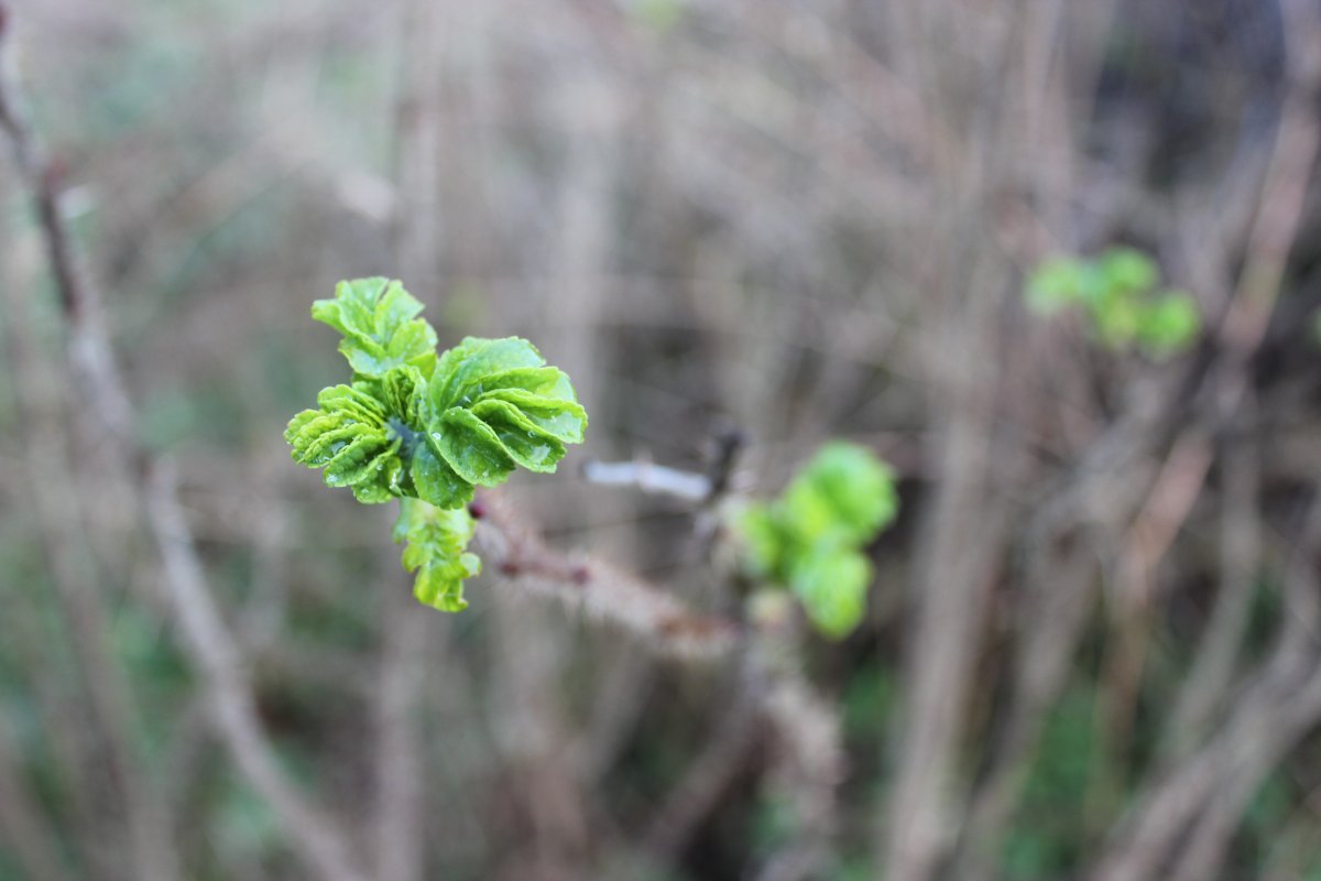 Роза морщинистая - фото 3