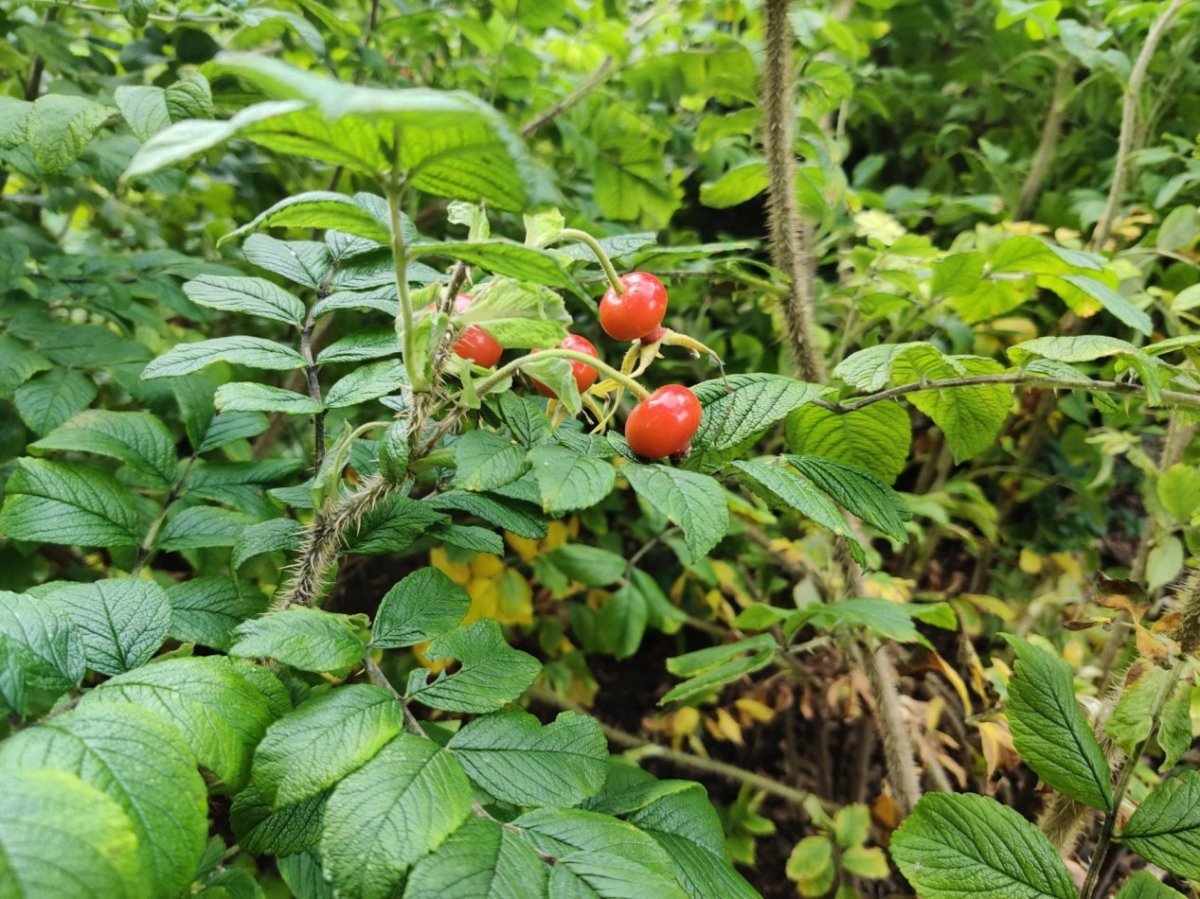 Роза морщинистая - фото 5