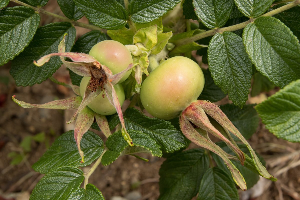 Роза морщинистая - фото 6