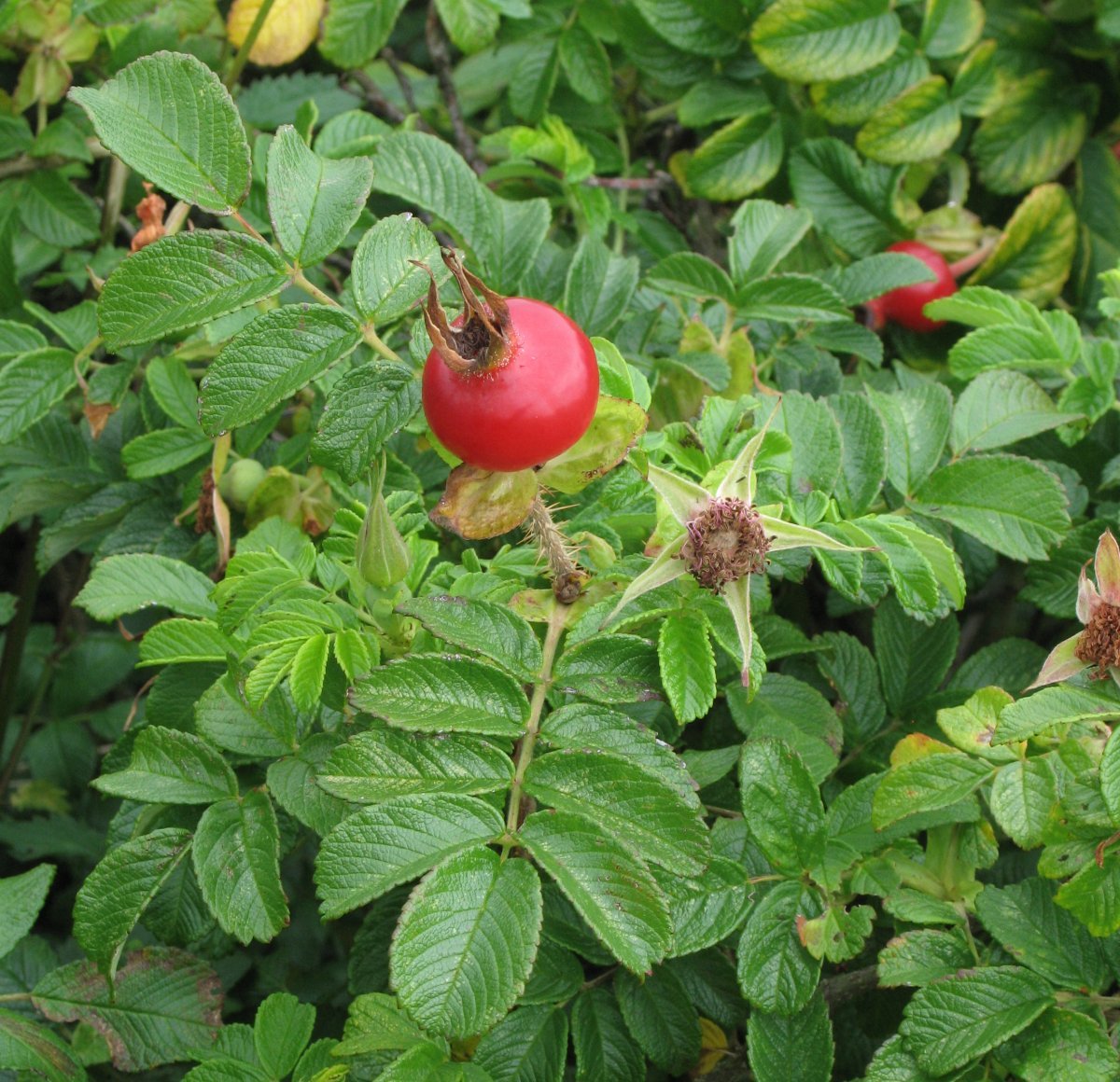 Роза морщинистая - фото 10