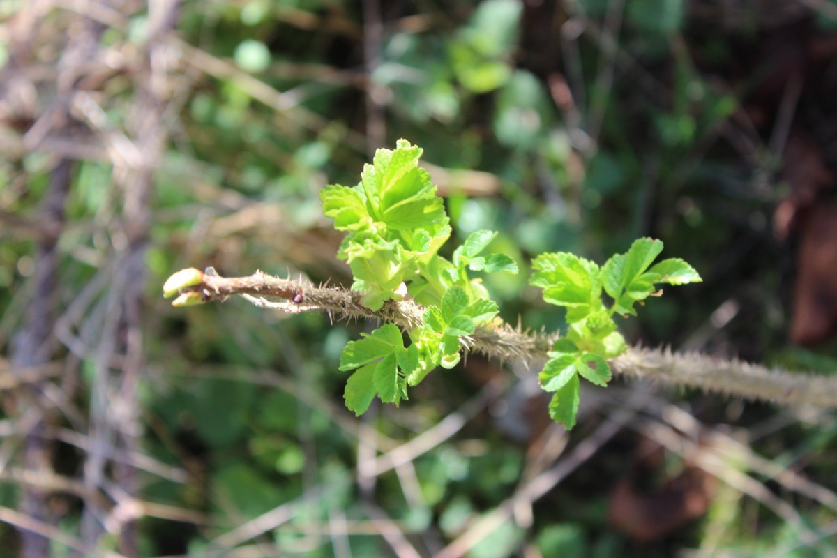 Роза морщинистая - фото 4