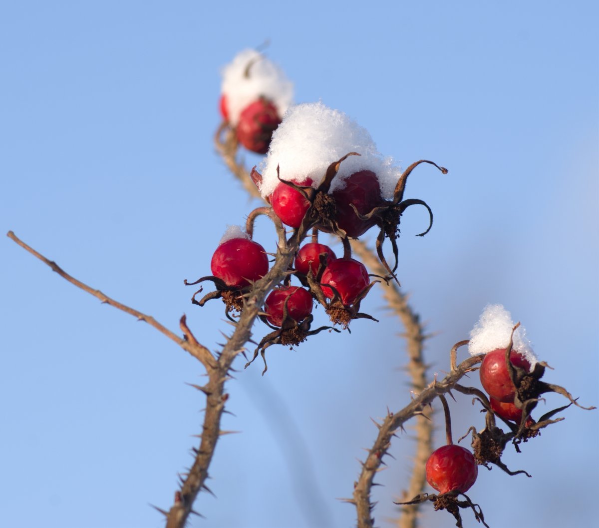 Роза морщинистая