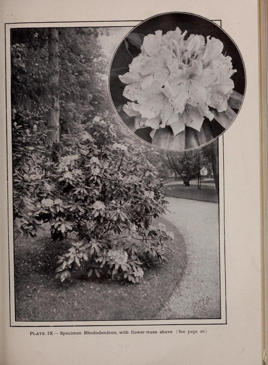 Дерен белый Элегантиссима - фото 9