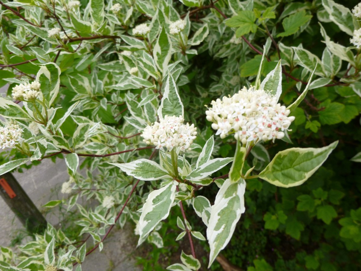 Дерен белый Элегантиссима - фото 7