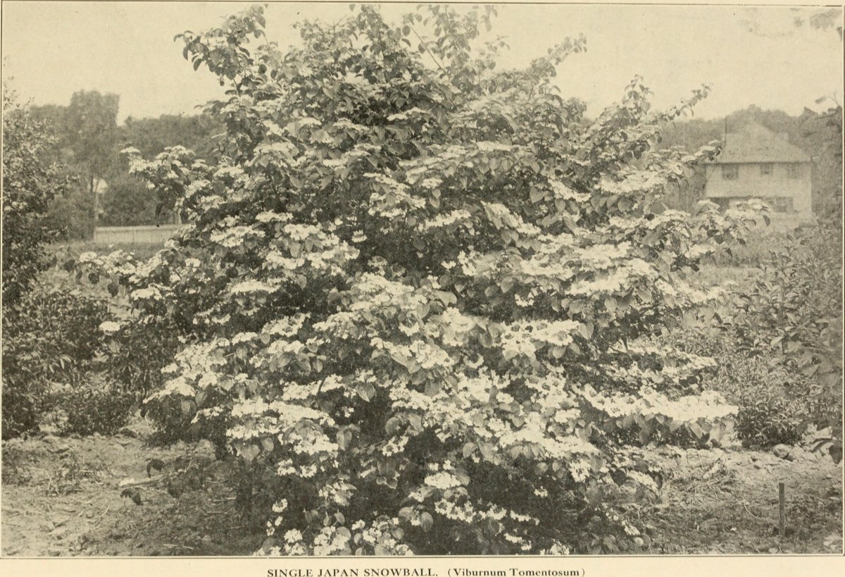 Дерен белый Элегантиссима - фото 11