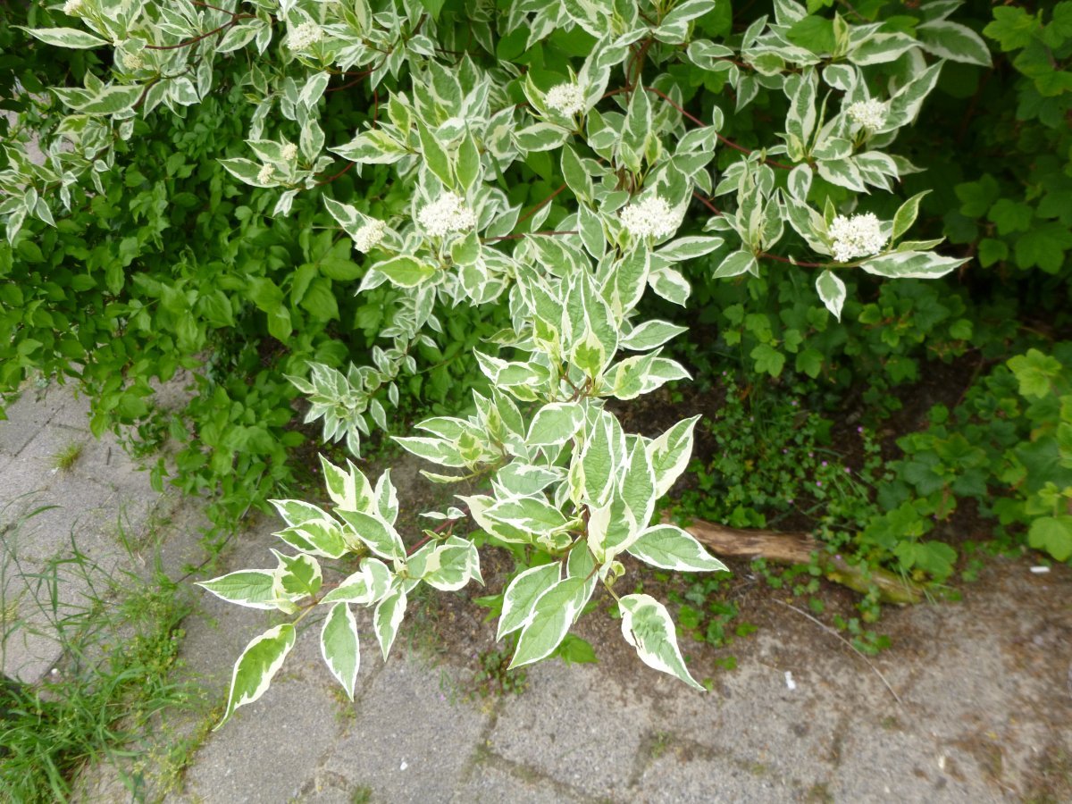 Дерен белый Элегантиссима - фото 8