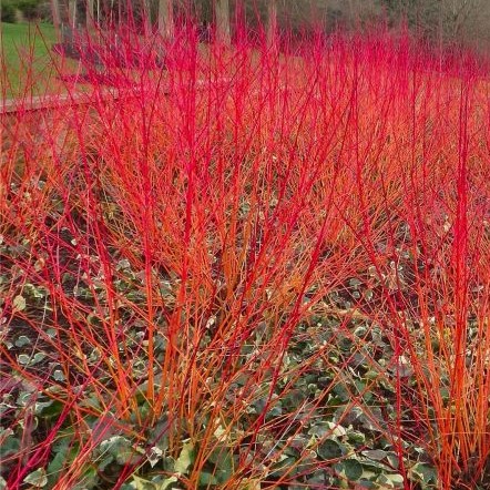 Дерен кроваво-красный Анна Винтер Оранж