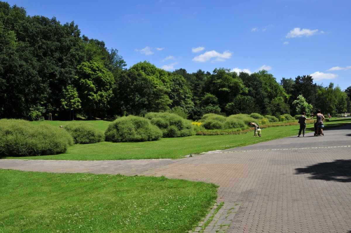 Ива пурпурная Нана - фото 5