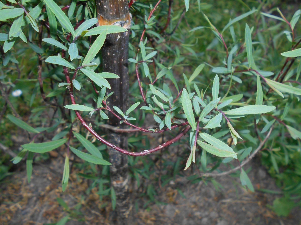 Ива пурпурная Нана - фото 10