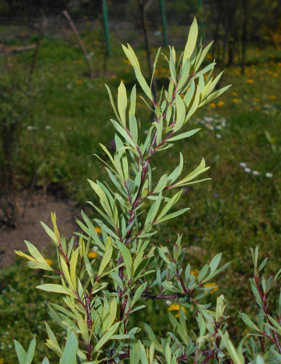 Ива пурпурная Нана - фото 8