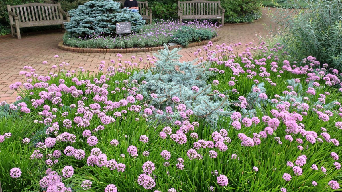 Ива пурпурная Нана