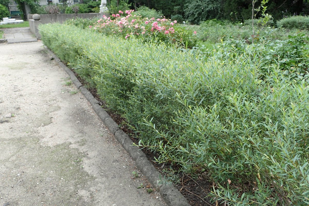 Ива пурпурная Нана - фото 6