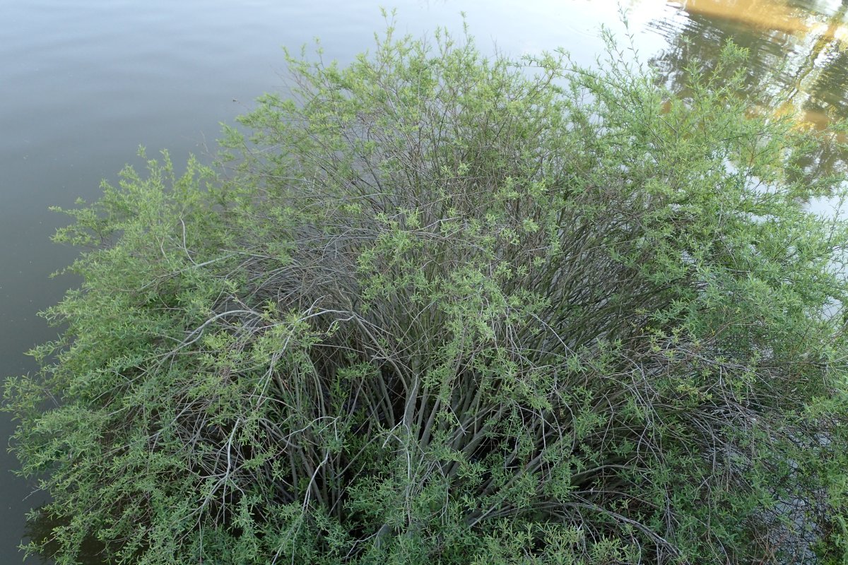 Ива пурпурная Нана - фото 7