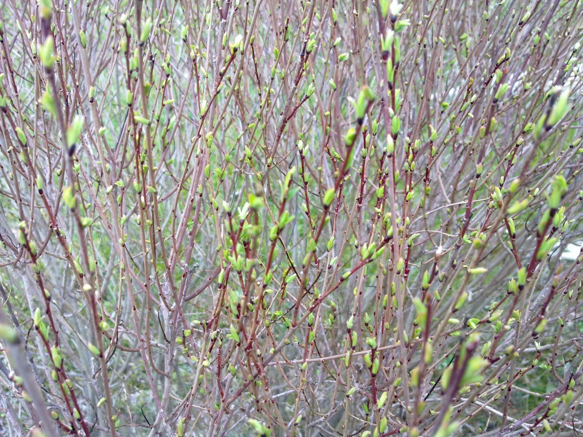 Ива пурпурная Нана - фото 3