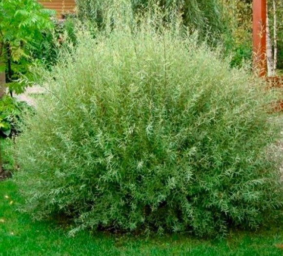 Ива пурпурная Нана