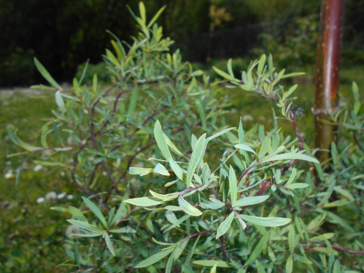 Ива пурпурная Нана - фото 11