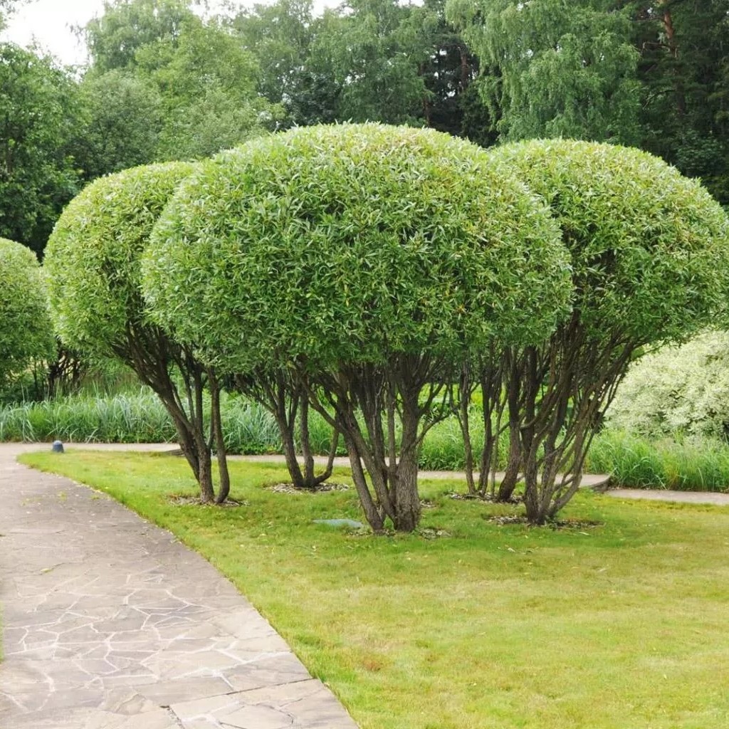 Ива ломкая Булата