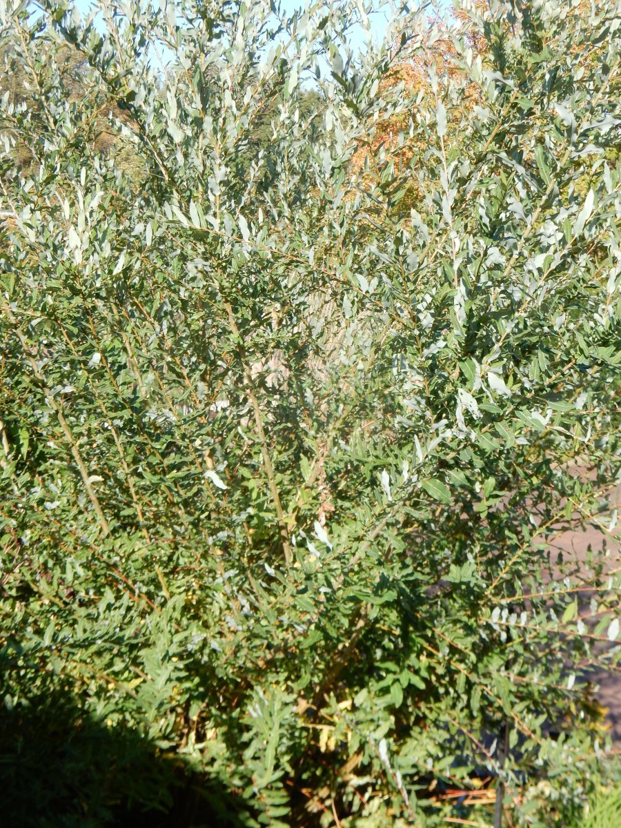 Ива цельнолистная Хакуро Нишики - фото 6