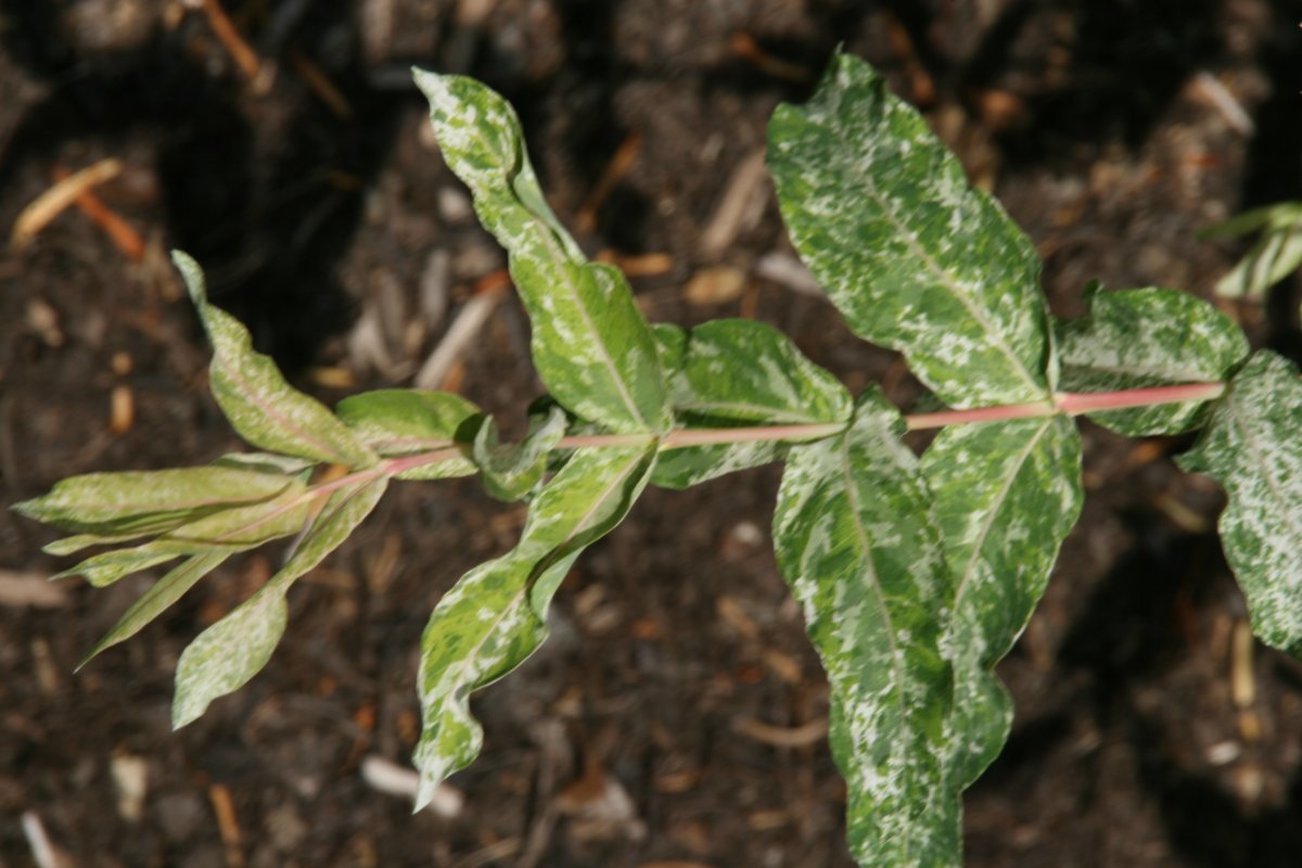 Ива цельнолистная Хакуро Нишики - фото 8