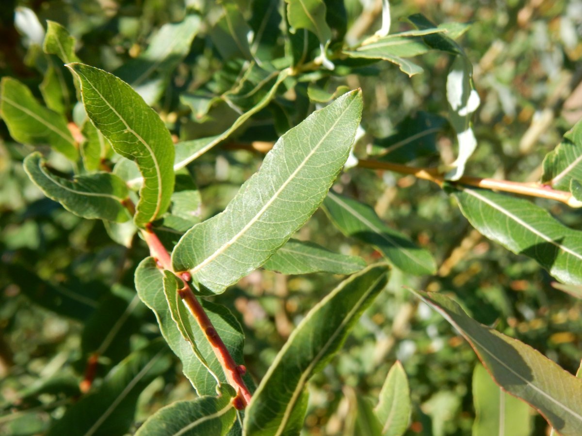 Ива цельнолистная Хакуро Нишики - фото 5