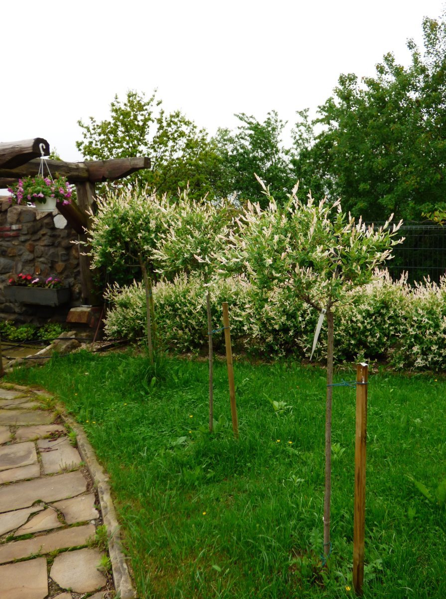 Ива цельнолистная Хакуро Нишики - фото 3