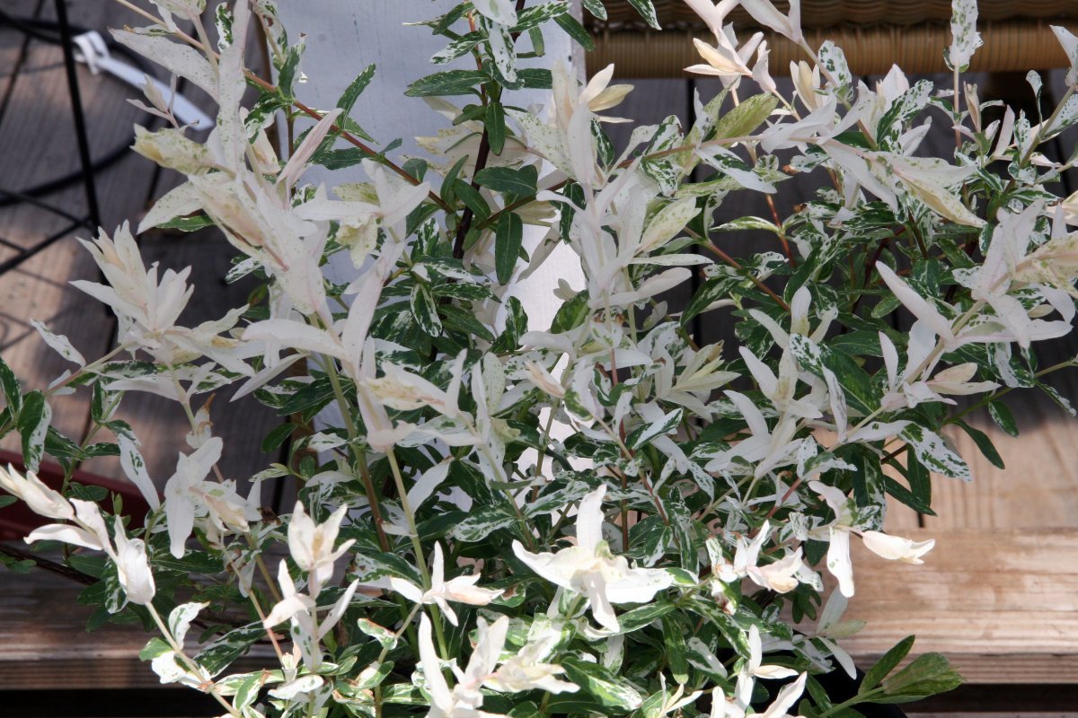 Ива цельнолистная Хакуро Нишики - фото 10