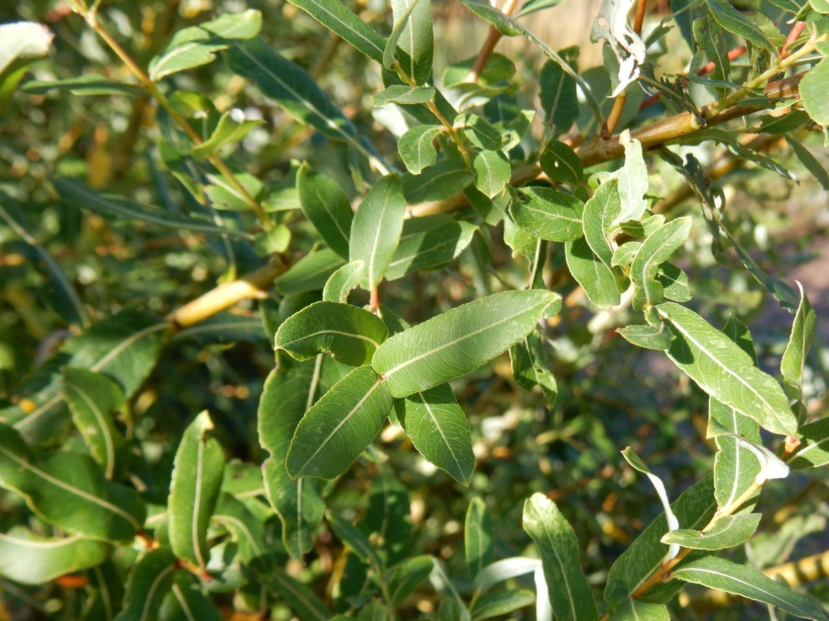 Ива цельнолистная Хакуро Нишики - фото 4