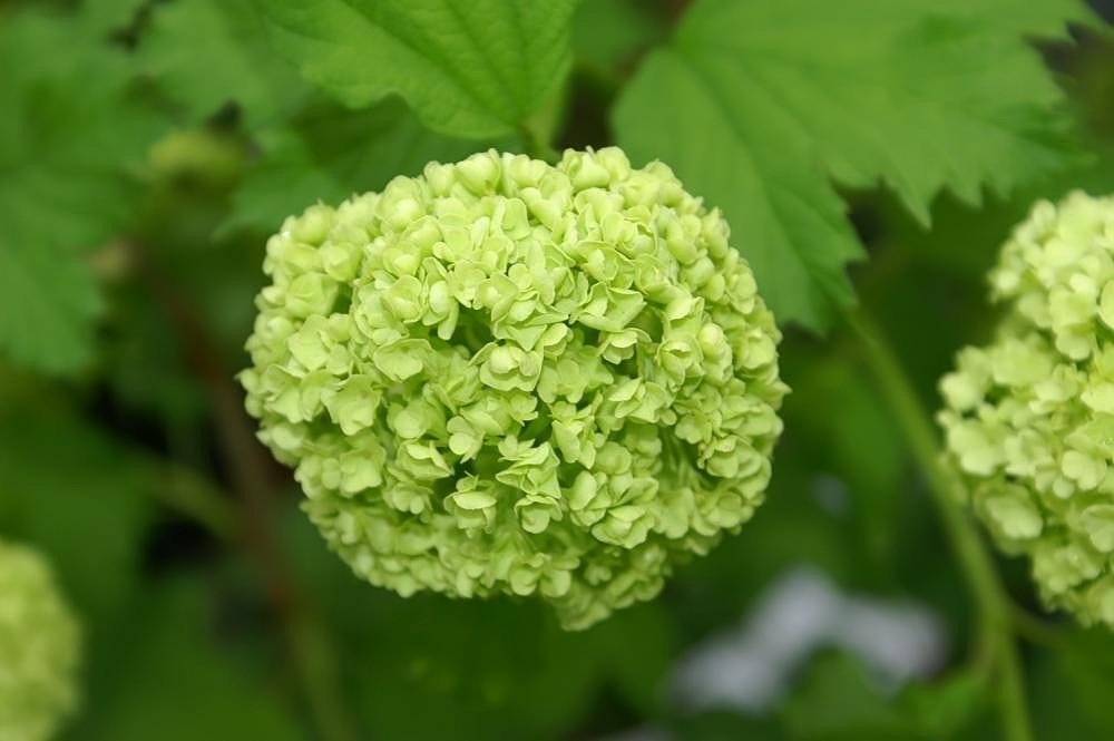 Калина обыкновенная Розеум (Бульденеж) - фото 9