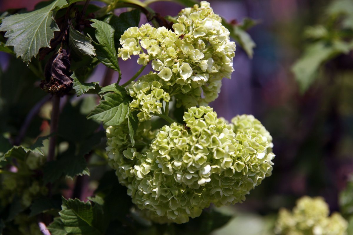 Калина обыкновенная Розеум (Бульденеж) - фото 11