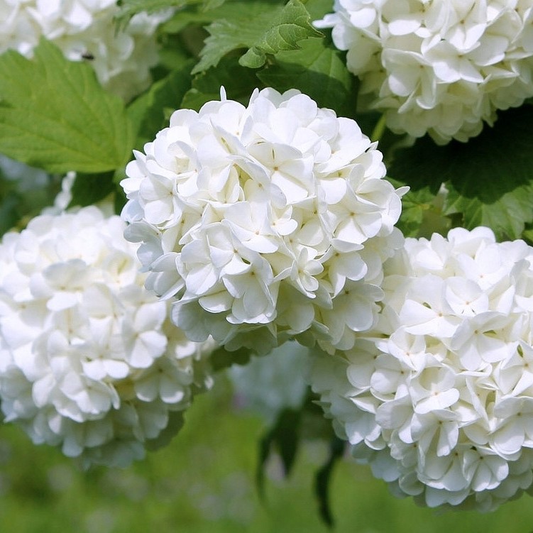 Калина обыкновенная Розеум (Бульденеж)