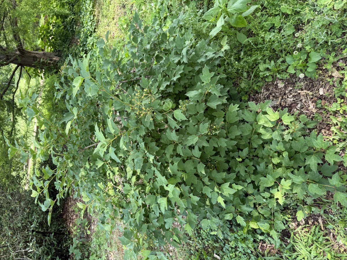 Калина обыкновенная Розеум (Бульденеж) - фото 3